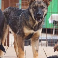 Wolf se trouve dans un refuge en ukraine #0
