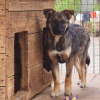 Wolf se trouve dans un refuge en ukraine #2