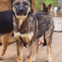 Wolf se trouve dans un refuge en ukraine #3