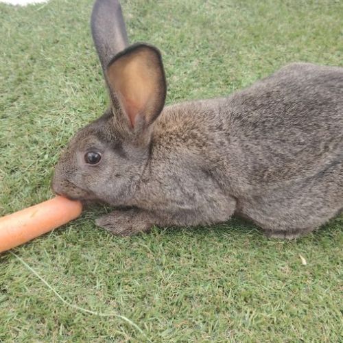Lapin papillon