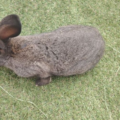 Lapin papillon #2