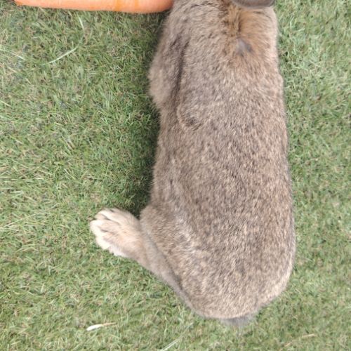 Lapin papillon #3