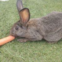 Lapin papillon #0