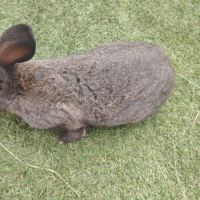 Lapin papillon #2