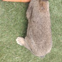 Lapin papillon #3