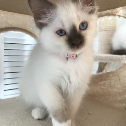 Superbes chatons sacré de birmanie