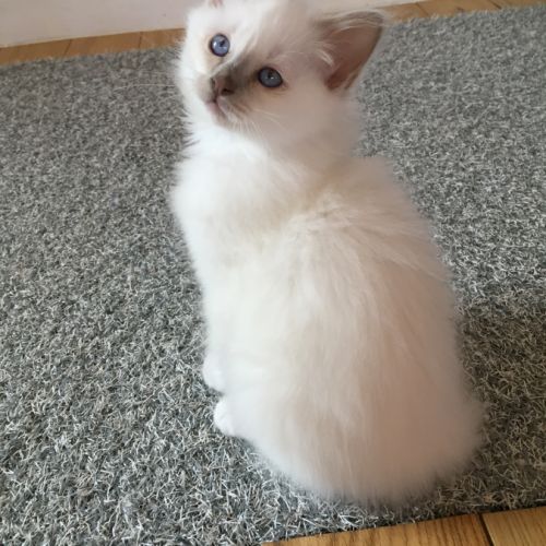 Superbes chatons sacré de birmanie #3