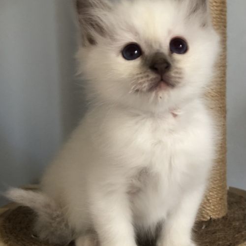 Superbes chatons sacré de birmanie #5