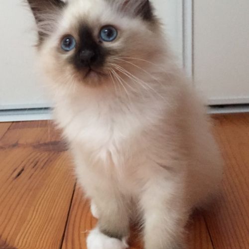 Superbes chatons sacré de birmanie #6