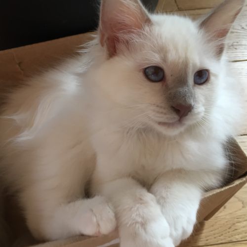 Superbes chatons sacré de birmanie #7