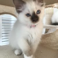 Superbes chatons sacré de birmanie #0