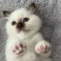 Superbes chatons sacré de birmanie #2