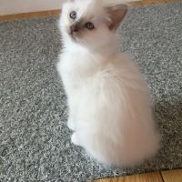 Superbes chatons sacré de birmanie #3
