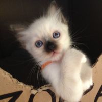 Superbes chatons sacré de birmanie #4