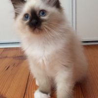 Superbes chatons sacré de birmanie #6
