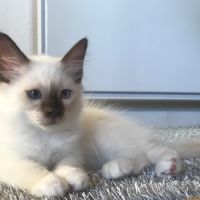 Superbes chatons sacré de birmanie #8