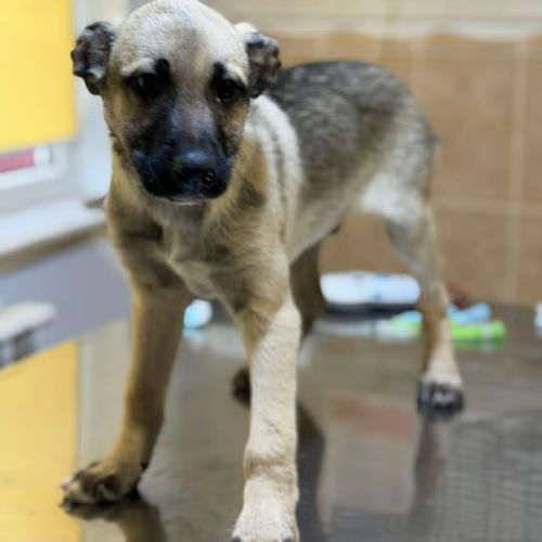 Jacky chiot à l'adoption #1