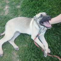 Jacky chiot à l'adoption #6