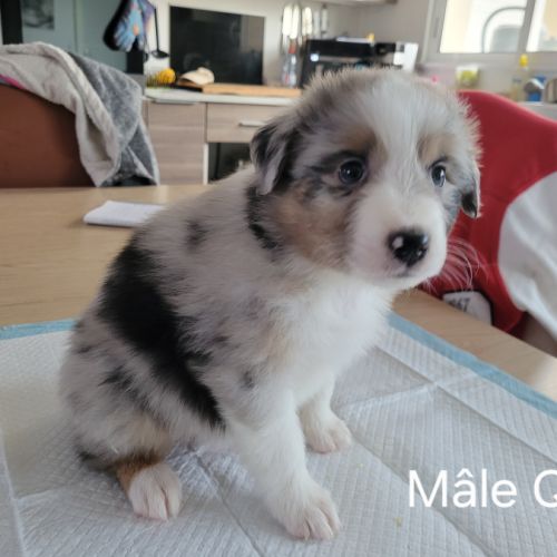 Chiots berger australien #1