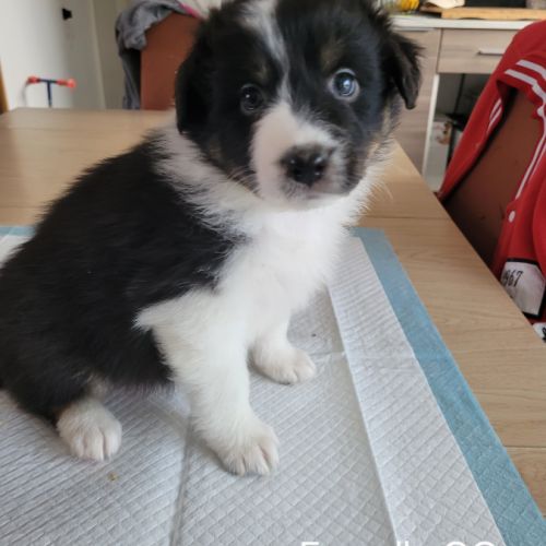 Chiots berger australien