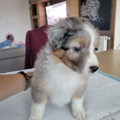 Chiots berger australien #3
