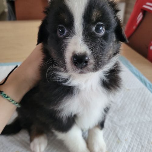 Chiots berger australien #6