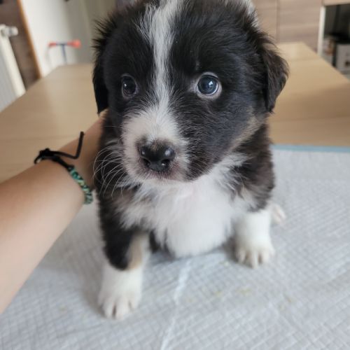 Chiots berger australien #7