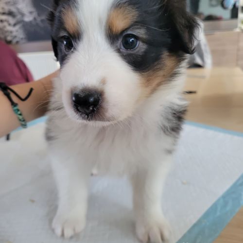Chiots berger australien #8