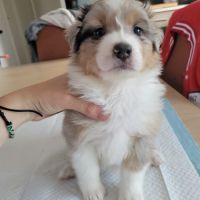 Chiots berger australien #4
