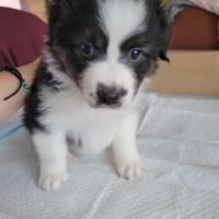 Chiots berger australien #5