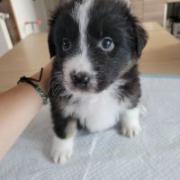 Chiots berger australien #7