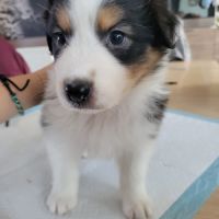 Chiots berger australien #8