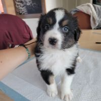 Chiots berger australien #9