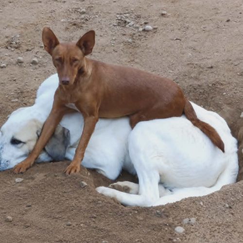 Promisse petite chienne de 3 ans