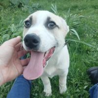 Franky bébé chiot à adopter #4