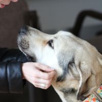 Aslan jeune mastin très très doux et pacifique #3