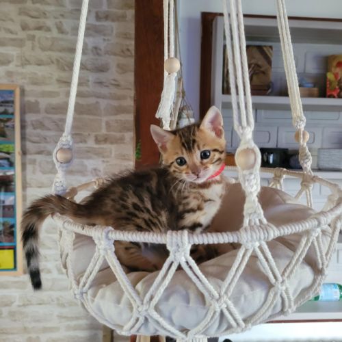 Magnifiques chatons bengals loof mâles et femelle