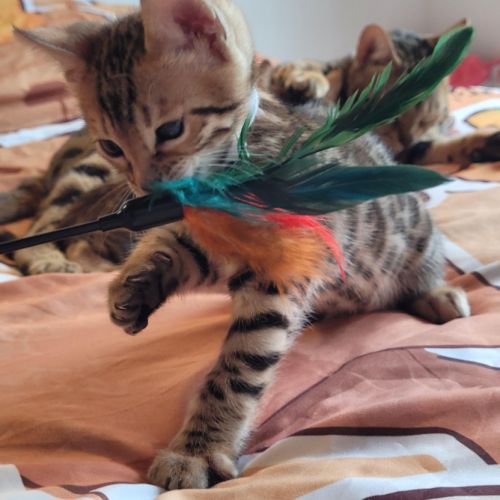 Magnifiques chatons bengals loof #1