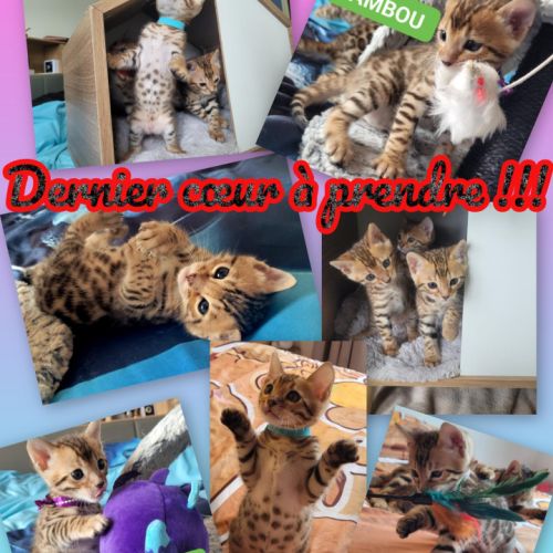 Magnifiques chatons bengals loof