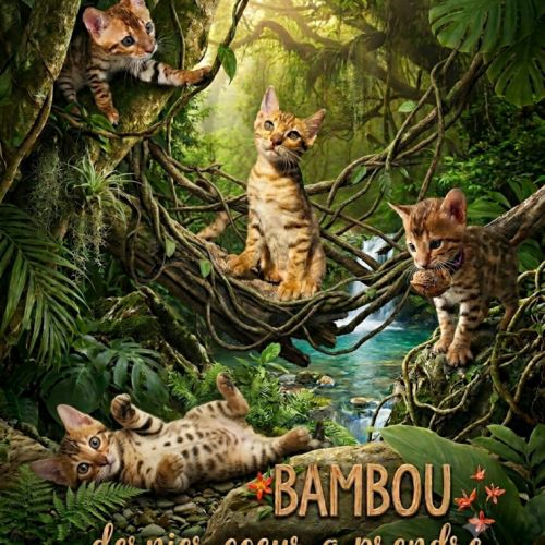 Magnifiques chatons bengals loof paiement 4x #2