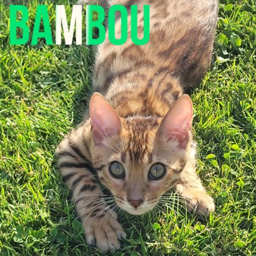 Magnifiques chatons bengals loof paiement 4x #3