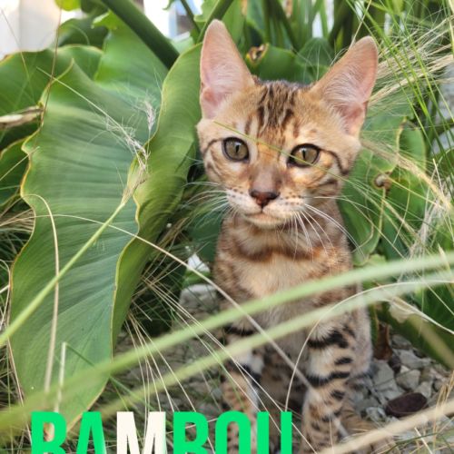 Magnifiques chatons bengals loof paiement 4x #4