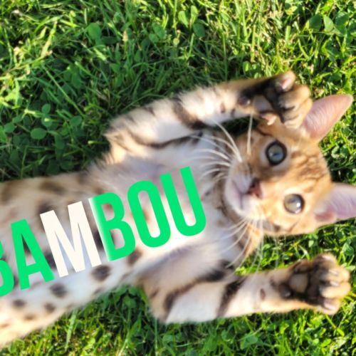 Magnifiques chatons bengals loof paiement 4x #5
