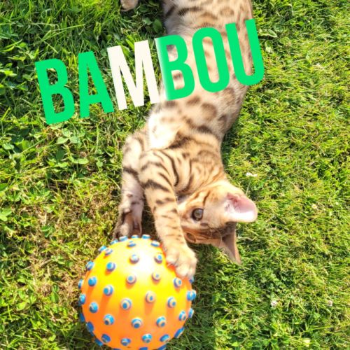Magnifiques chatons bengals loof paiement 4x #6