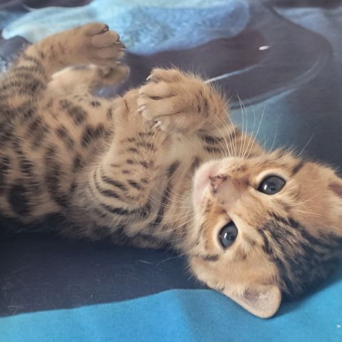 Magnifiques chatons bengals loof #4