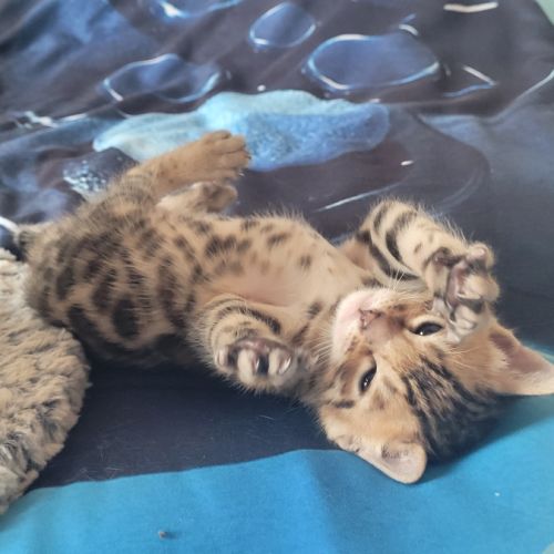 Magnifiques chatons bengals loof #5