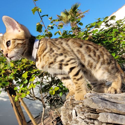 Magnifiques chatons bengals loof mâles et femelle