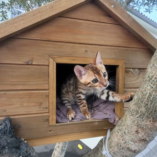 Magnifiques chatons bengals loof paiement 4x #7