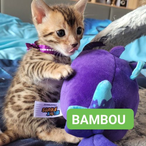 Magnifiques chatons bengals loof #7