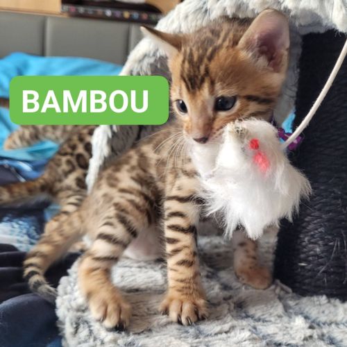 Magnifiques chatons bengals loof #8
